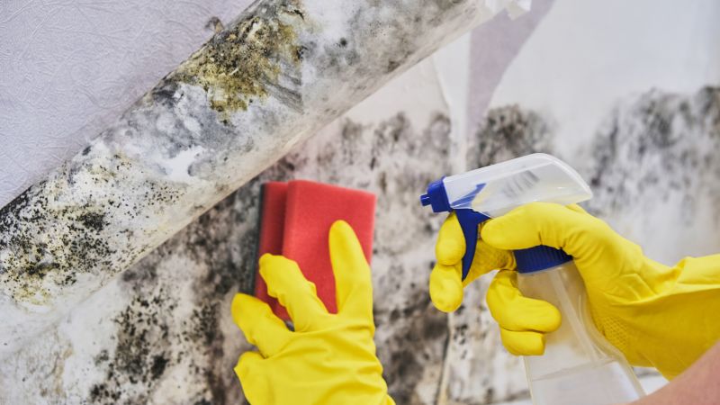 Mold Cleanup Service in Frisco, TX
