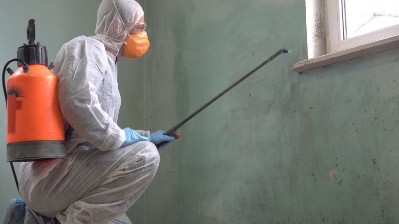 Local Mold pros at work